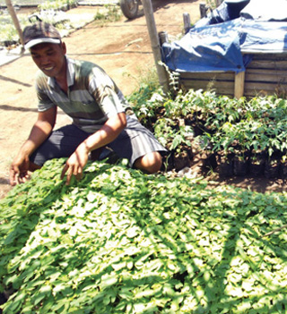 Main Image Stok Langka, Harga Bibit Pepaya di Boyolali Melambung