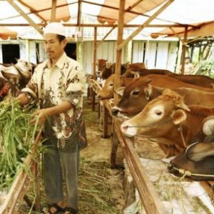 Main Image Harga Hewan Sapi Kurban Menjelang Idul Adha
