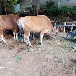 Sapi Bali untuk Qurban