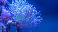 akuarium, anemon, aquarium, artifisial, asli, harga, ikan, imitasi, laut, nemo, palsu, silikon