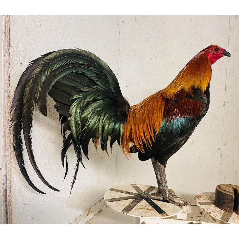 Main Image Ciri dan Harga Ayam Philipin Peru per Ekor