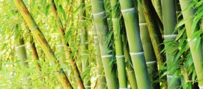  Harga  Bambu  per Batang 2020 Apus Petung Wulung Steger 