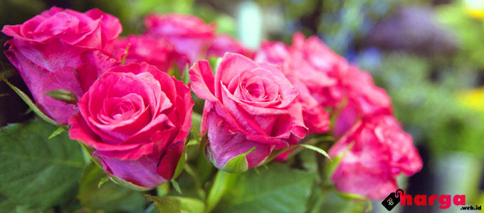  Harga  Bunga  Mawar  Bouquet dan Setangkai Daftar Harga  Tarif