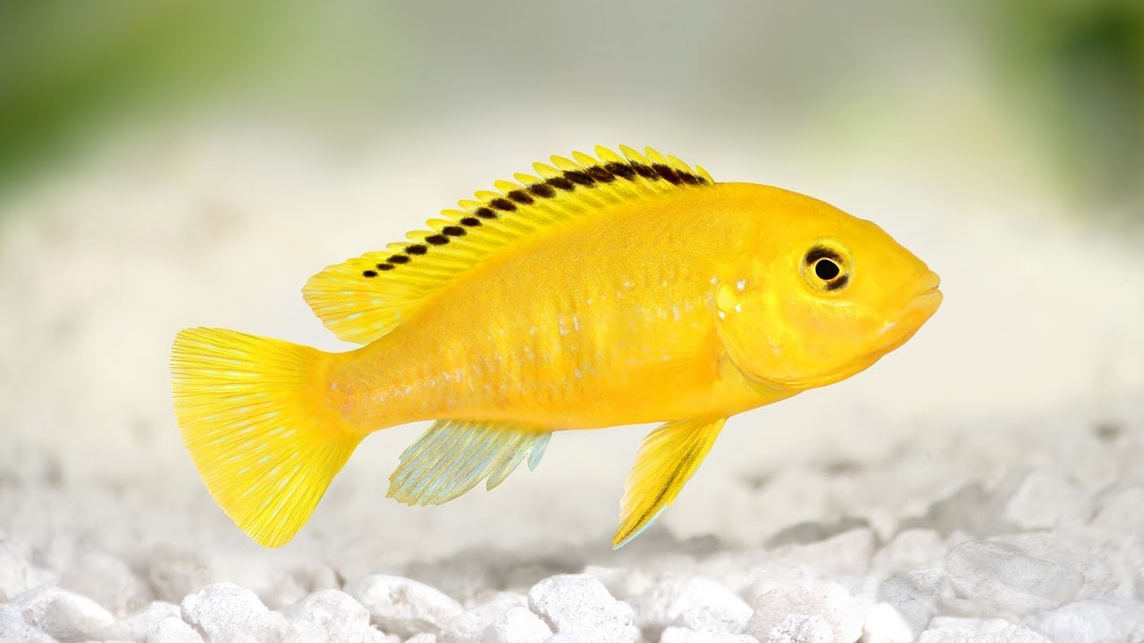 Main Image Update Harga Ikan Lemon (Kecil dan Dewasa)