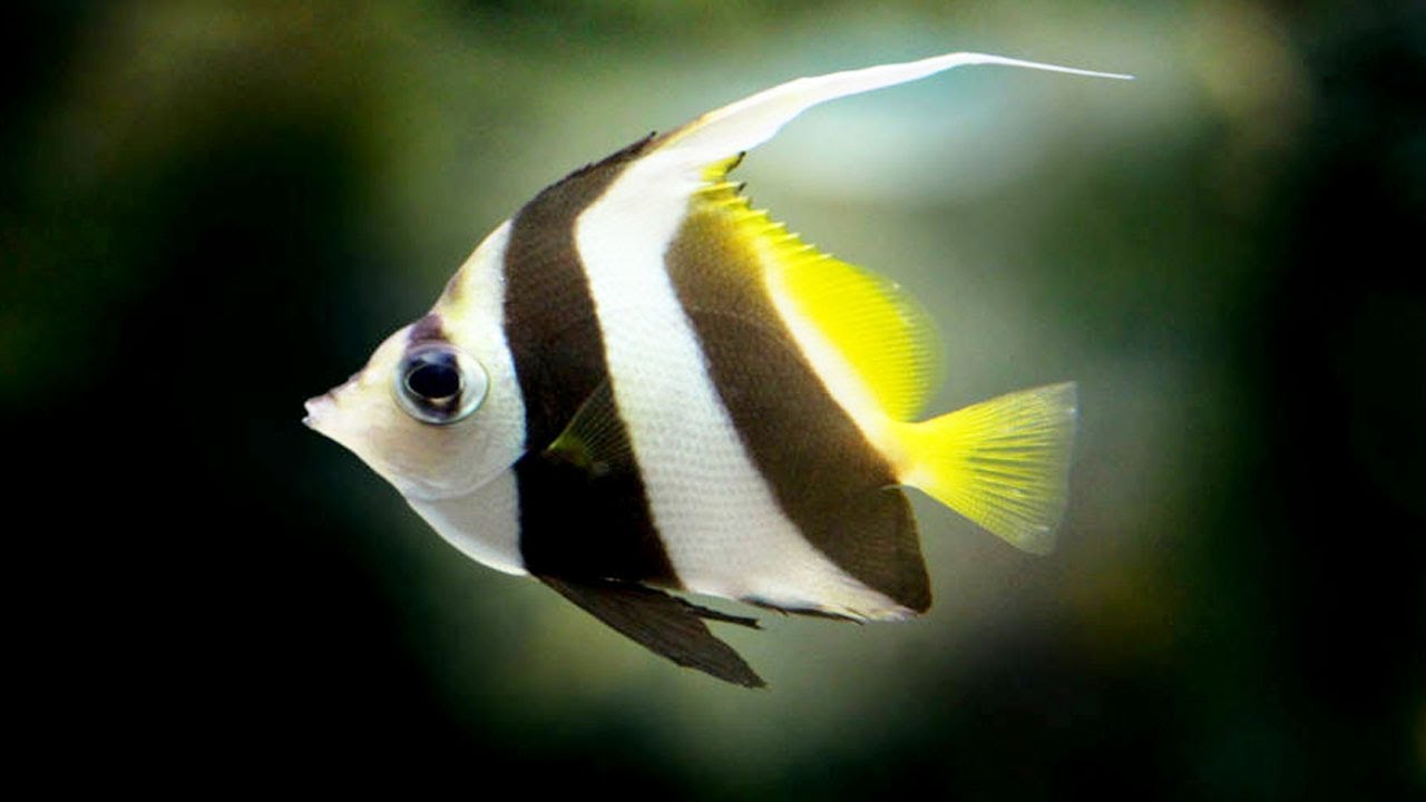 Main Image Update Harga Ikan Manfish Berbagai Jenis