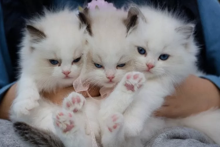 Main Image Harga Anak Kucing Anggora Asli dan Mix