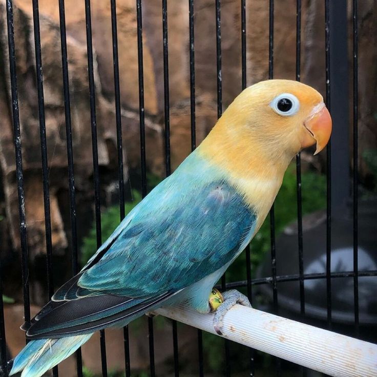 Main Image Update Harga Lovebird Lutino Mata Hitam dan Tips Memeliharanya