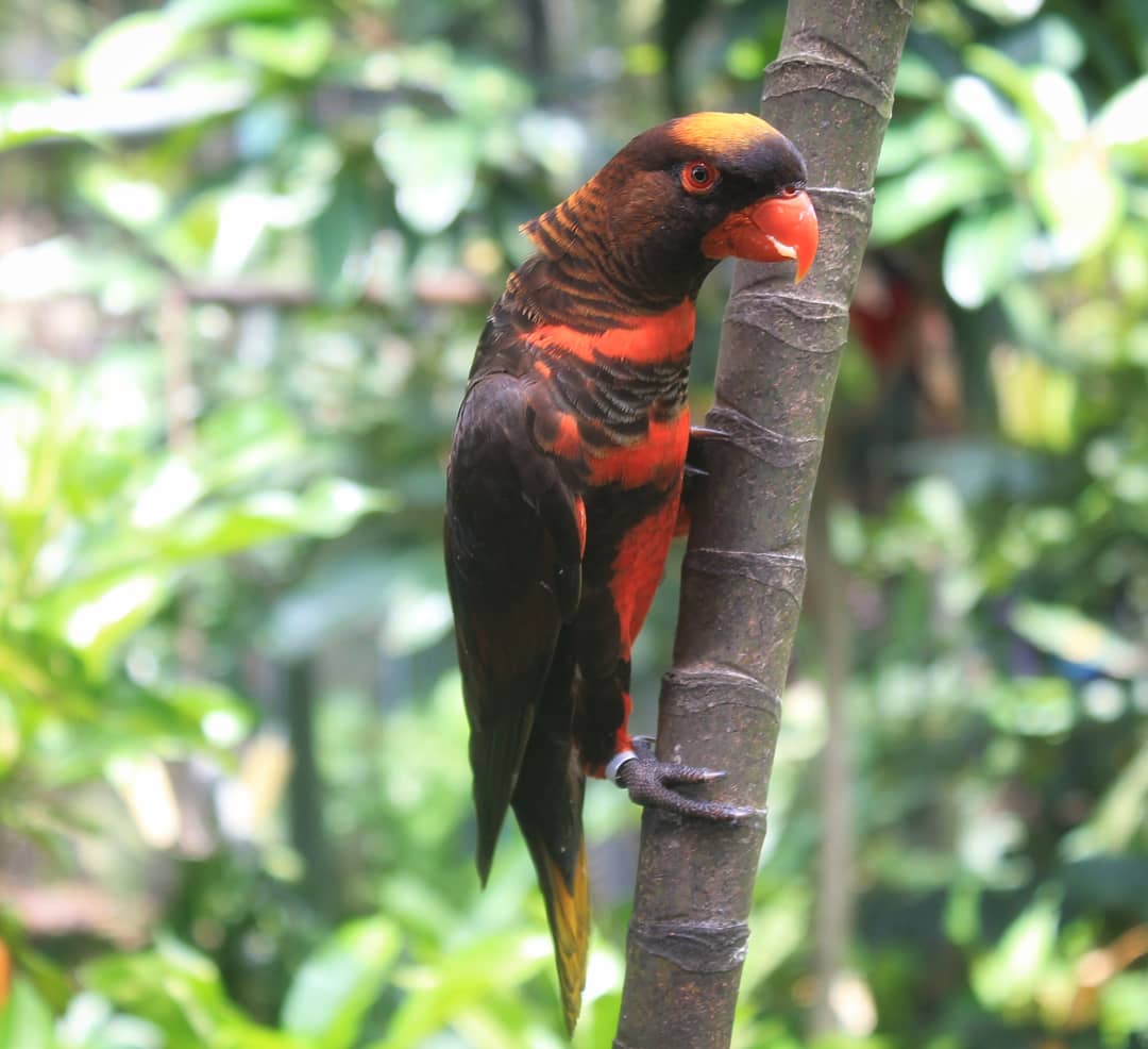 Main Image Info Terbaru Harga Burung Nuri Dusky (Anakan dan Dewasa)