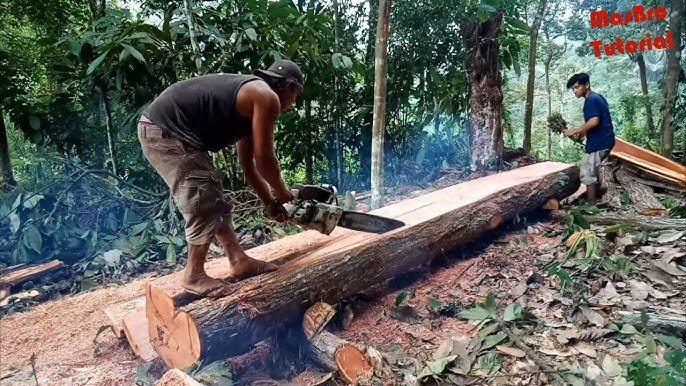 Main Image Info Terbaru Harga Chainsaw STIHL (Semua Tipe) 2025