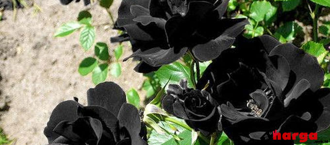 Info Harga Terbaru Bunga Mawar Dalam Berbagai Warna Jenis Daftar Harga Tarif