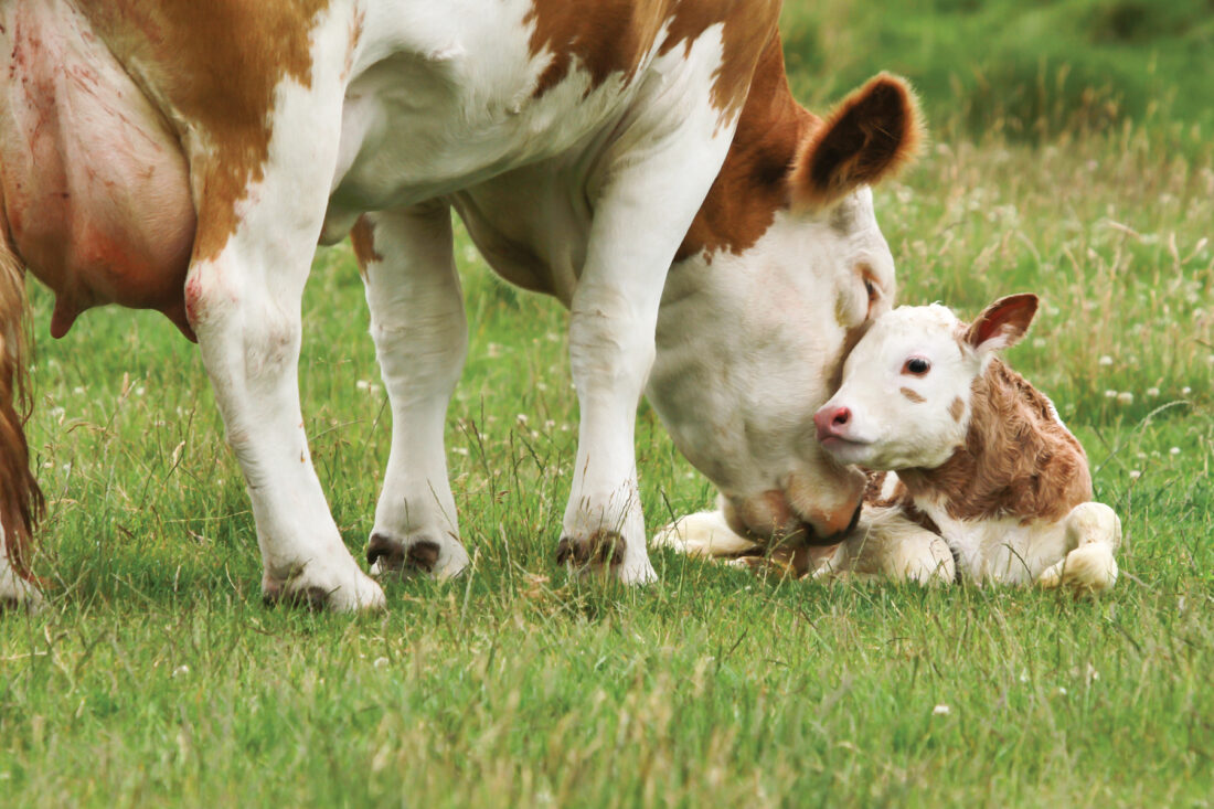Main Image Update Harga Anak Sapi (Pedet) Semua Jenis di Pasaran