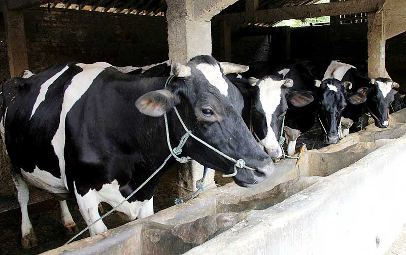 Sapi Peras Info Terbaru Harga Sapi Perah (Bibit dan Dewasa) 2025 | Harga.web.id