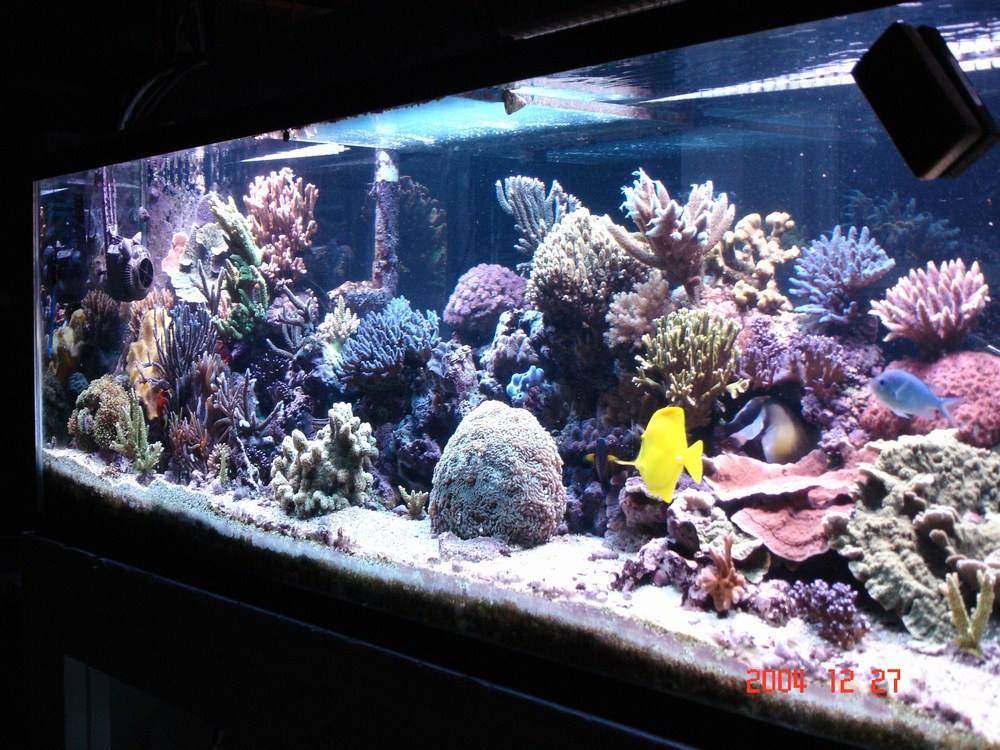 Main Image Info Terkini Harga Air Laut untuk Aquarium dan Kolam