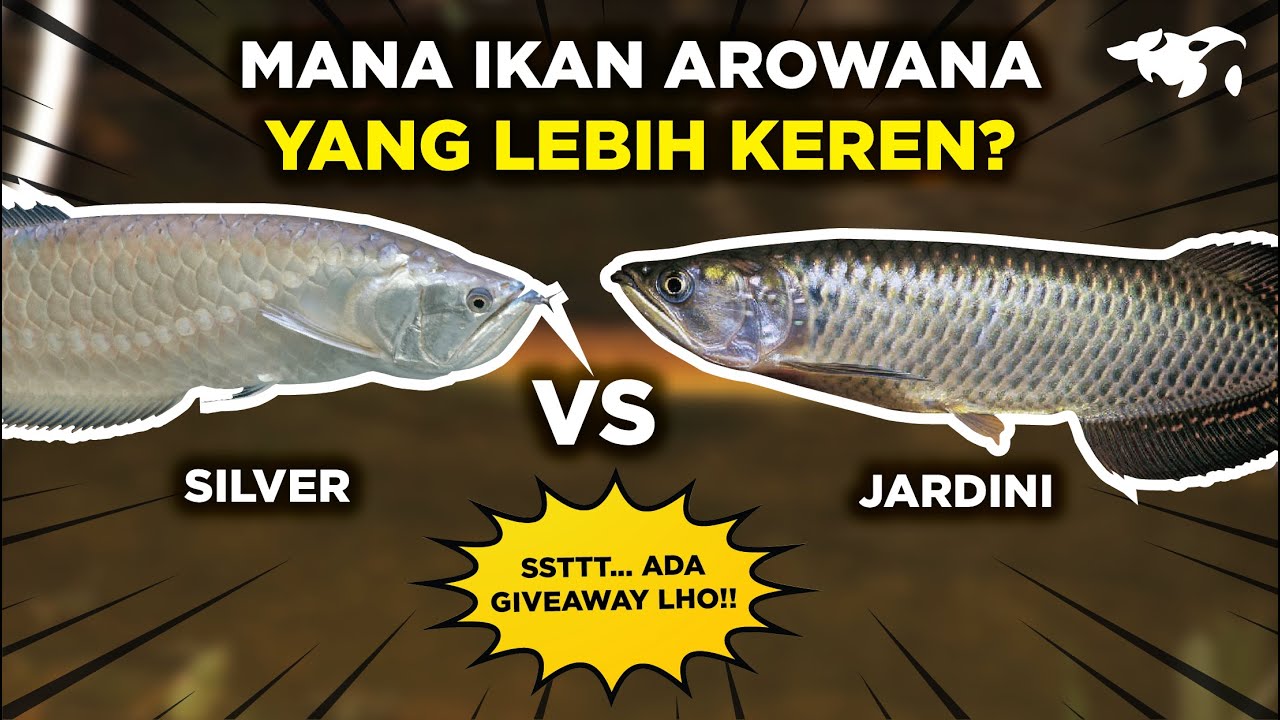 Main Image Harga Arwana Jardini Ukuran 10, 20, 30 cm Terbaru 2025