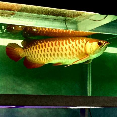 Main Image Harga Ikan Arwana Golden Pino (Semua Ukuran)