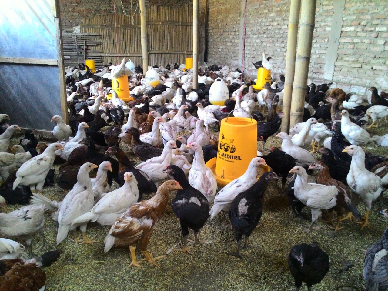 Main Image Info Terbaru Harga Pakan Ayam Joper per Karung