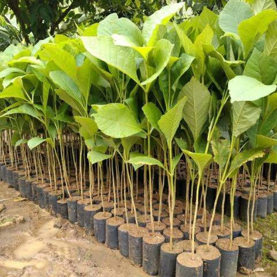 Main Image Harga Bibit Pohon Jati per Batang dan Paket