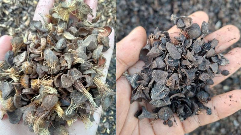 Main Image Update Harga Cangkang Sawit per Kg dan per Ton Maret 2026