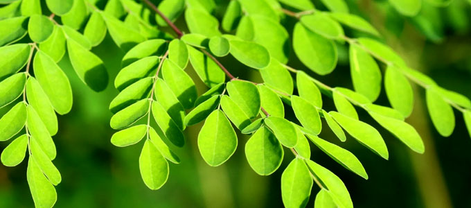 daun, harga, hijau, kesehatan, manfaat, obat, olehan, pohon, segar, sehat, tanaman, tumbuhan