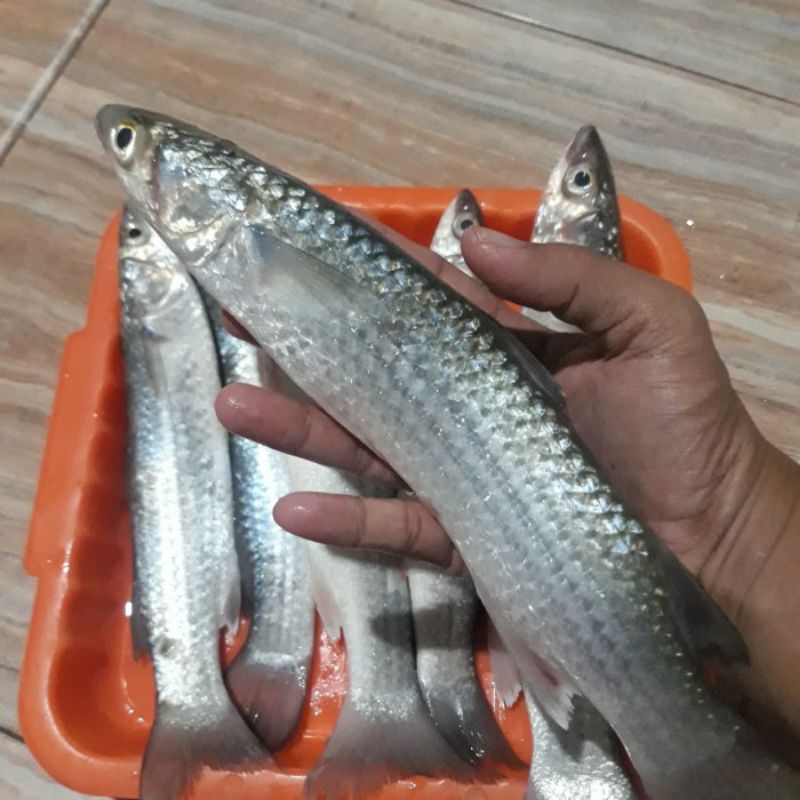 Main Image Harga Ikan Belanak (250 gr, 500 gr, dan 1 Kg) di Pasaran
