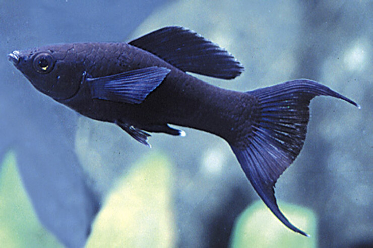 Main Image Update Harga Ikan Black Molly