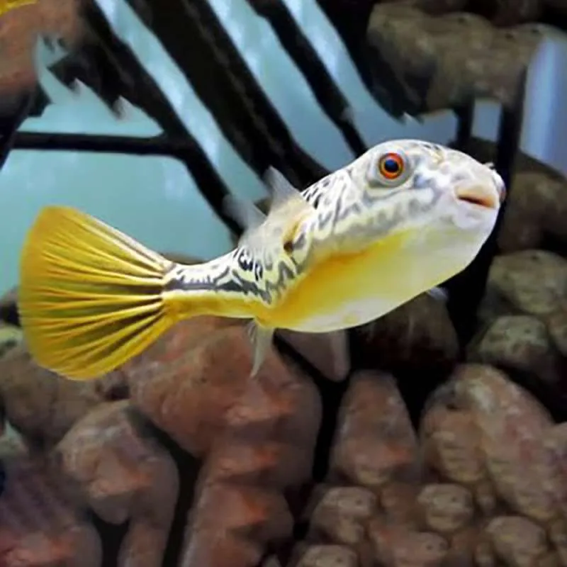 Main Image Update Harga Ikan Buntal Hias Air Tawar