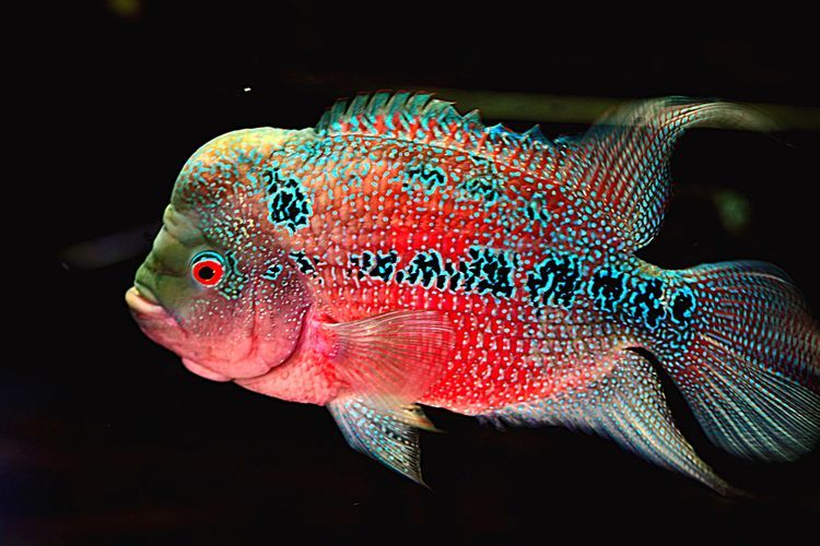 Main Image Update Tips Mencerahkan Warna dan Harga Lampu Tanning Ikan Louhan 2025