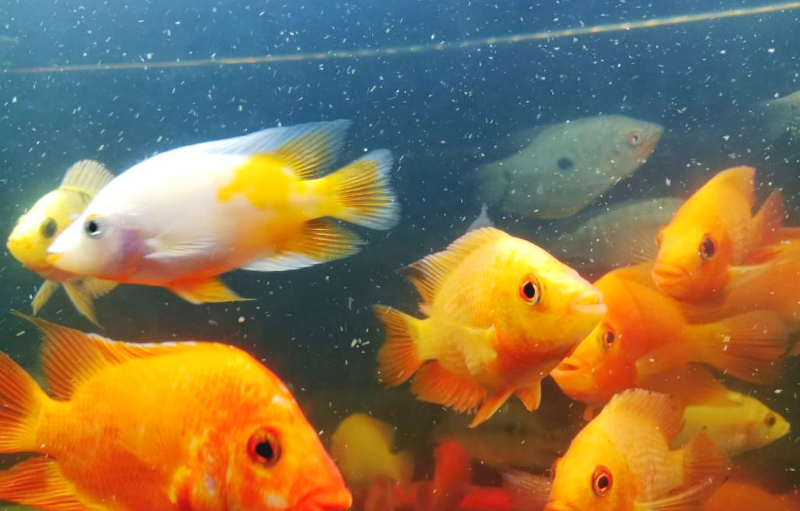 Main Image Info Terkini Harga Ikan Red Devil (Kecil, Medium, Jumbo)