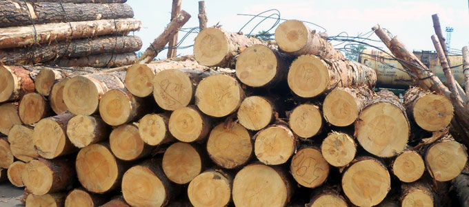 kayu albasia batangan