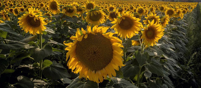 Harga Bibit Bunga Matahari Dan Cara Sederhana Menanamnya Daftar Harga Tarif