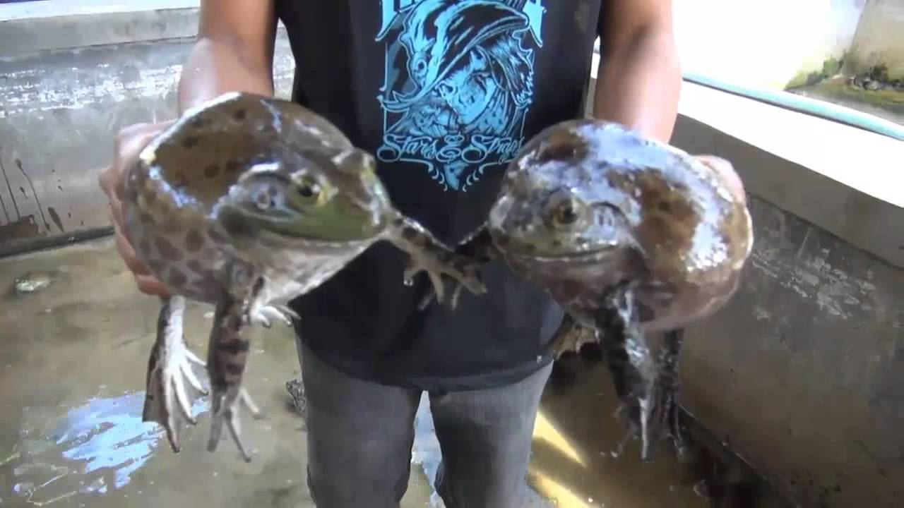 Main Image Harga Kodok Bullfrog (Bibit, American, African)