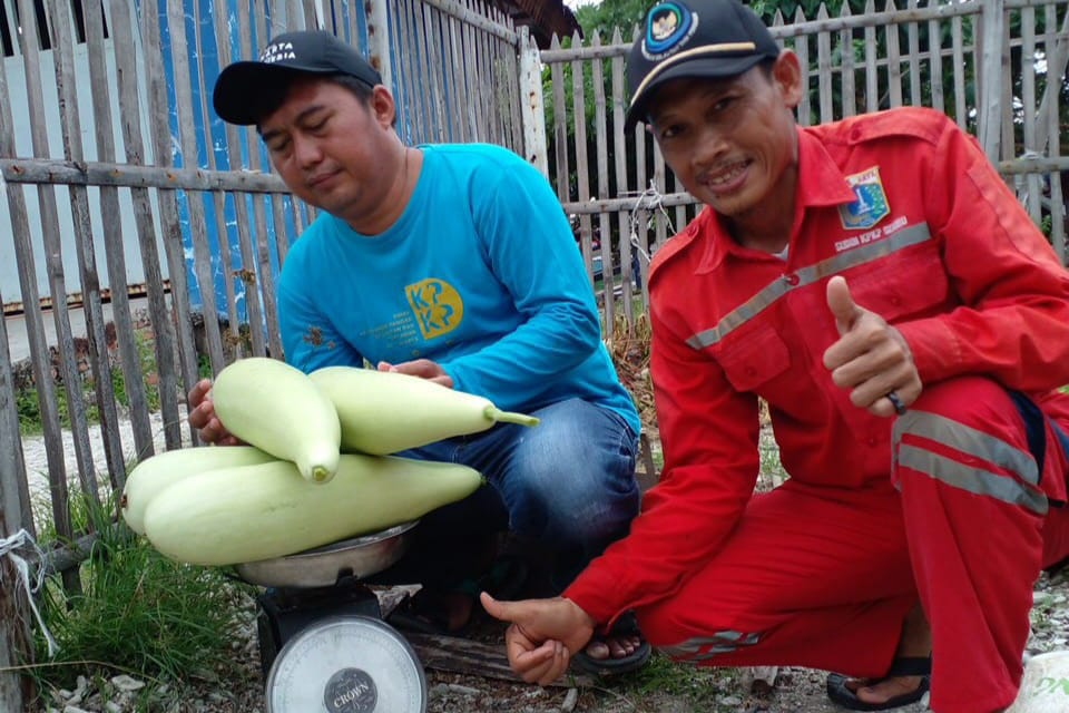 Main Image Cara Budidaya dan Update Harga Labu Air Segar