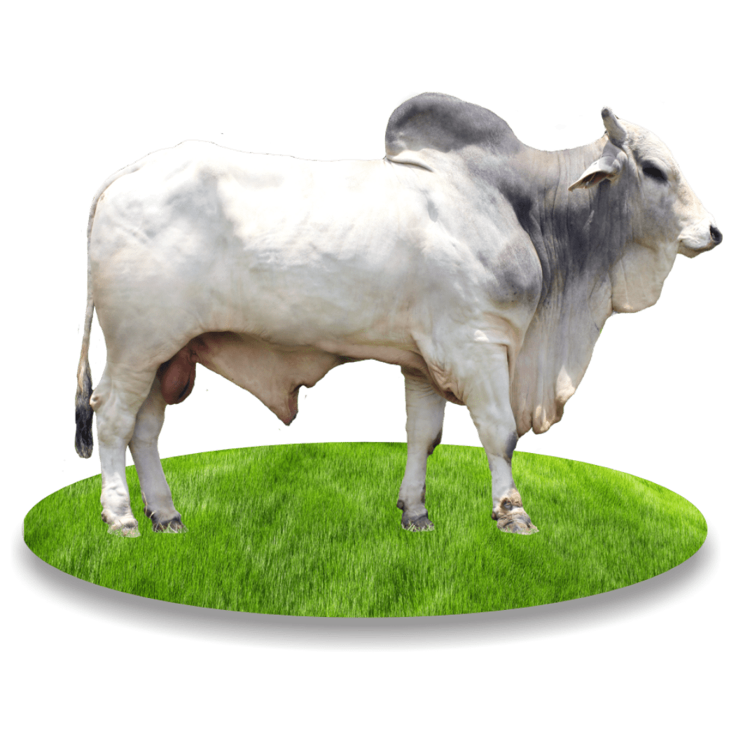 Main Image Update Harga Sapi Peranakan Ongole (Pedet dan Dewasa)